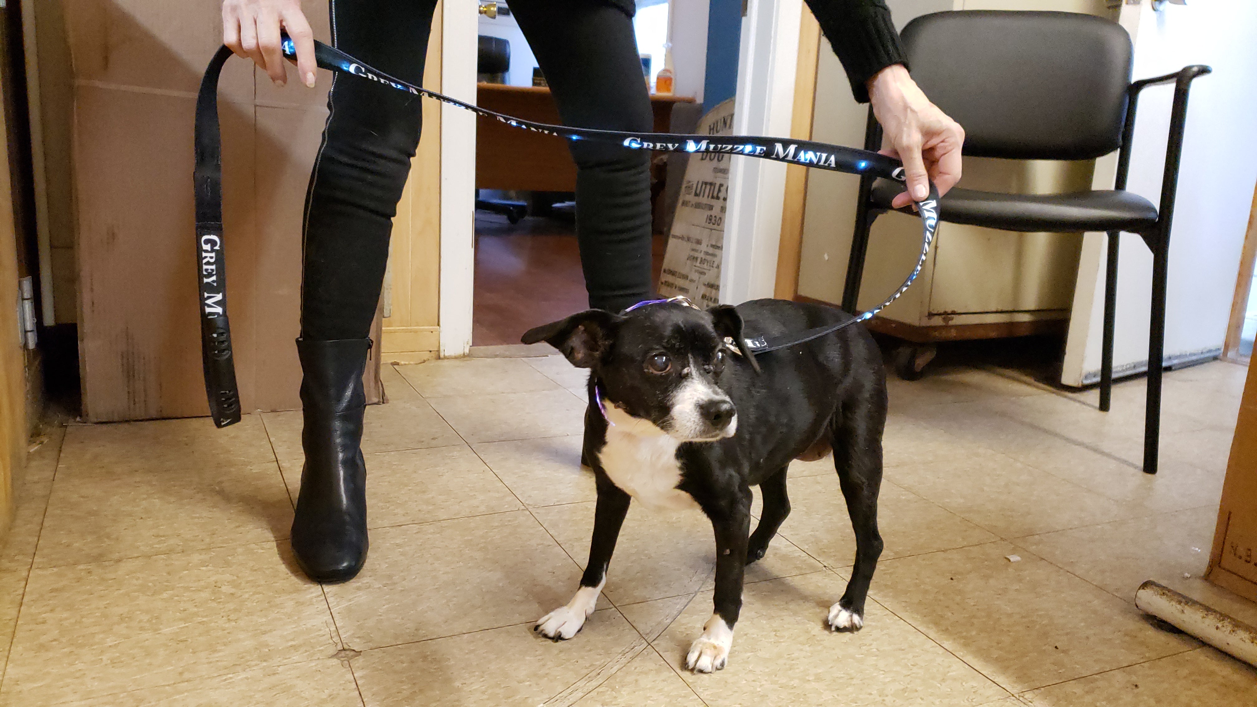 Grey "Muzzle Mania" LED Light Up Leash