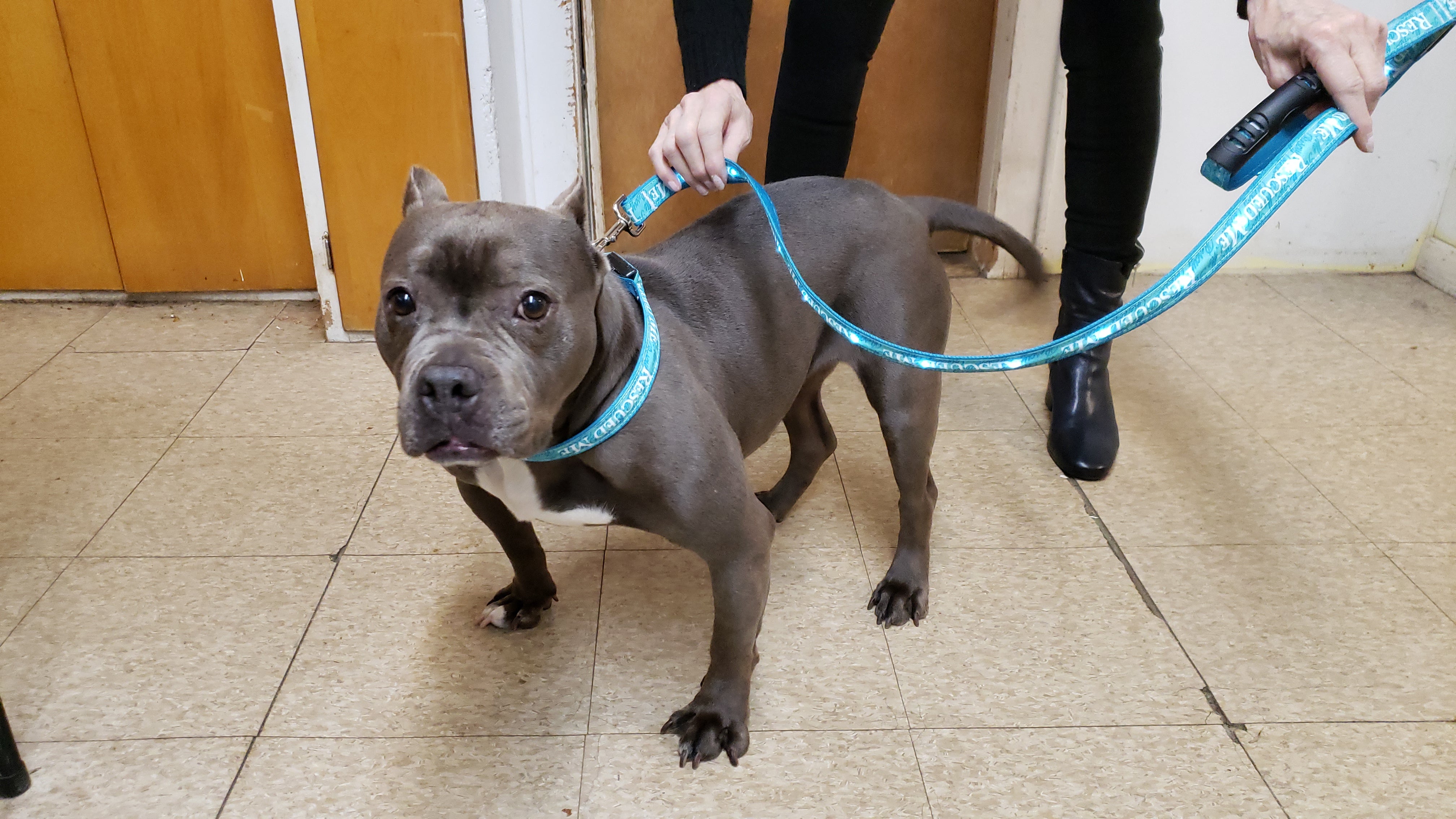 "Rescued Me" LED Light Up Collar