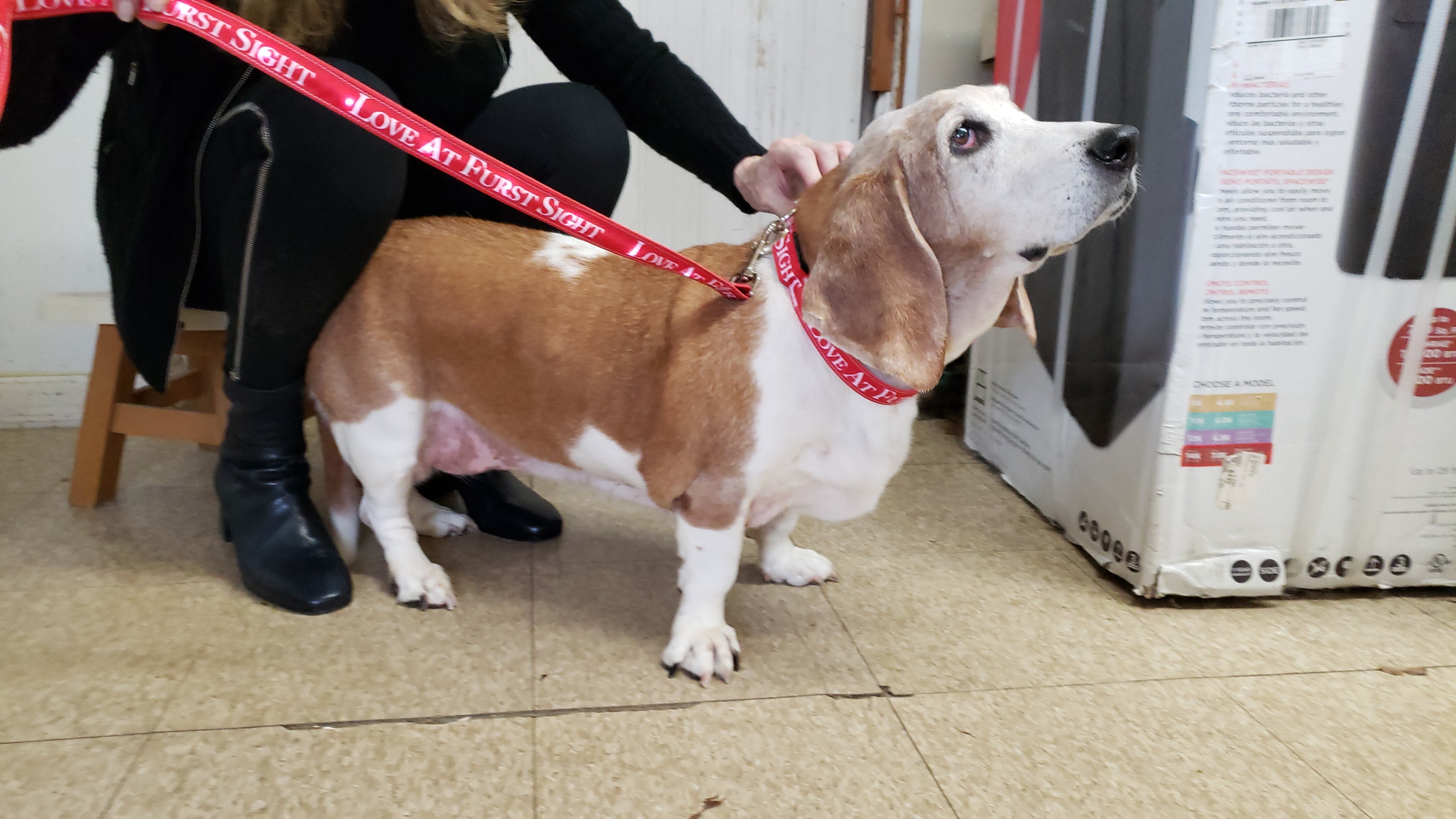 "Love at Furst Sight" LED Light Up Collar