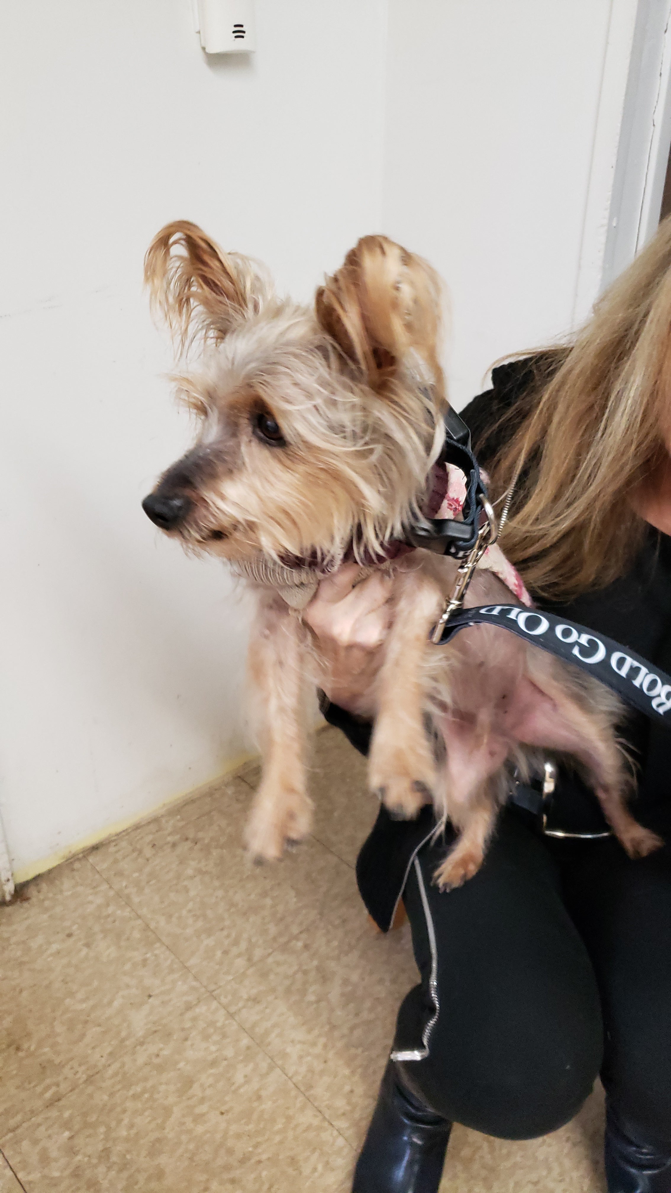 "Be Bold Go Old" LED Light Up Collar