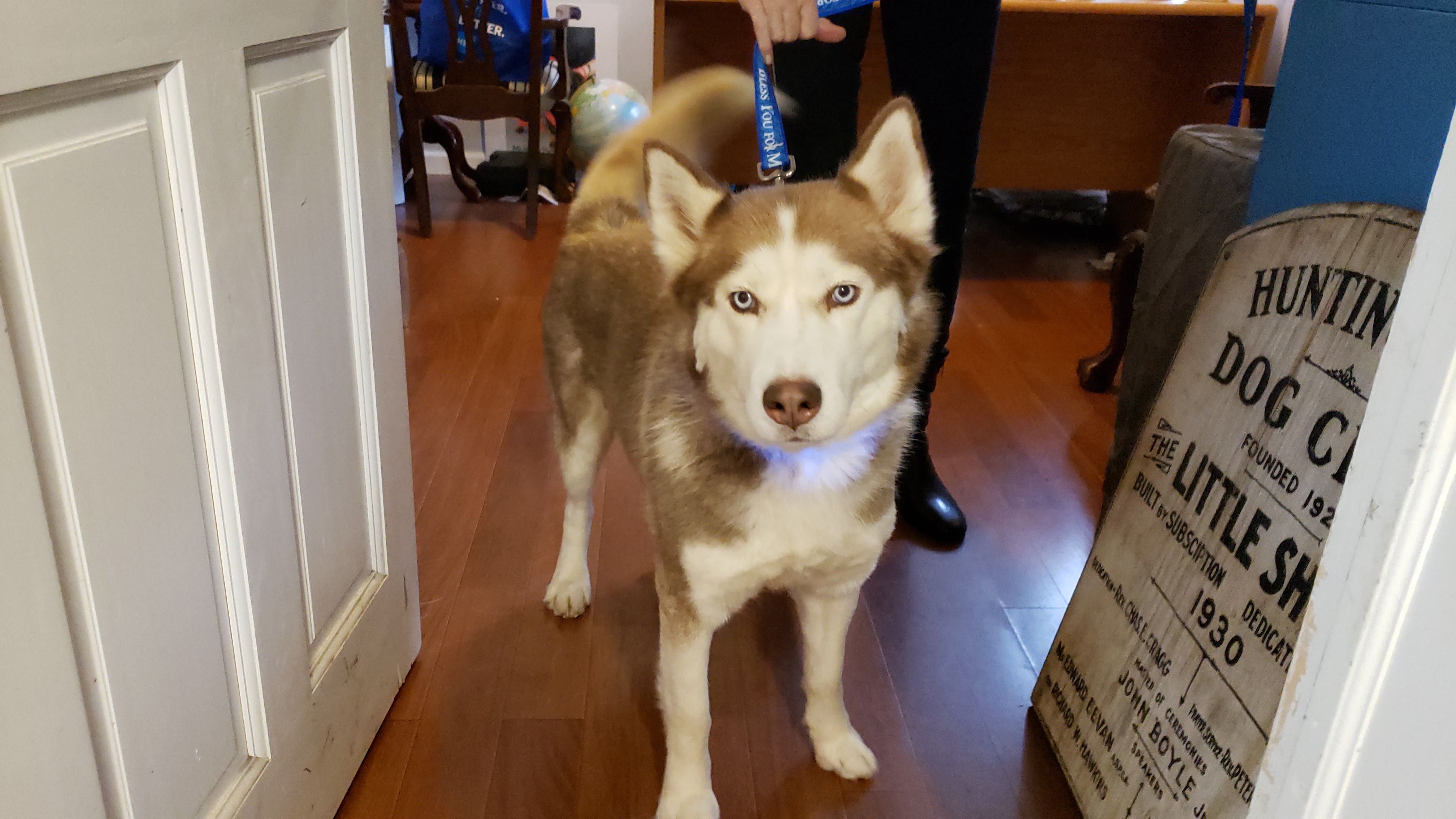 "Bless You For My Rescue" LED Light Up Leash